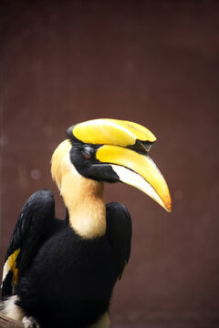 Portrait of a Toucan