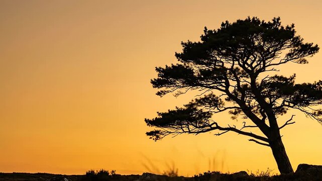 Pine tree silhouette sunset 4K Video