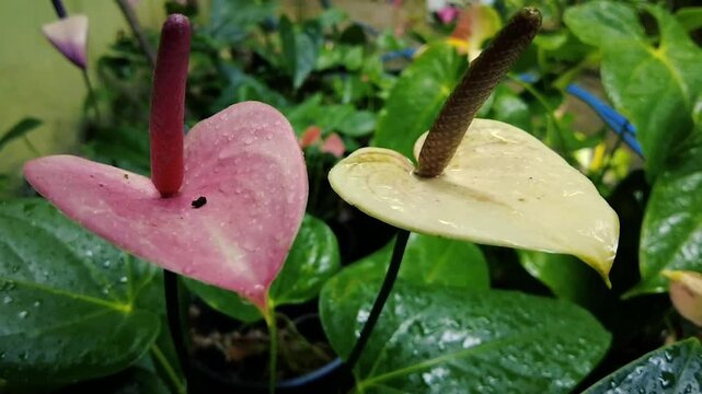Pink and white anthurium flowers with water droplets on green leaves outdoors nature background