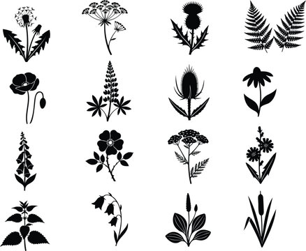 Black silhouette collection of wild meadow flowers and plants