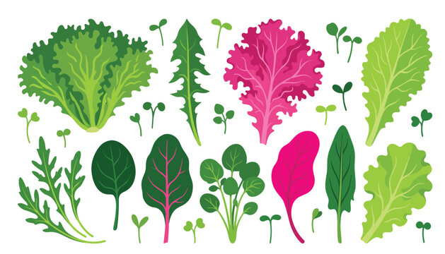 Leafy greens vector illustration set with fresh salad leaves, spinach, arugula, chard, kale and healthy microgreens.