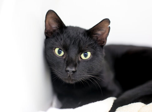 A black shorthair cat with a notched ear