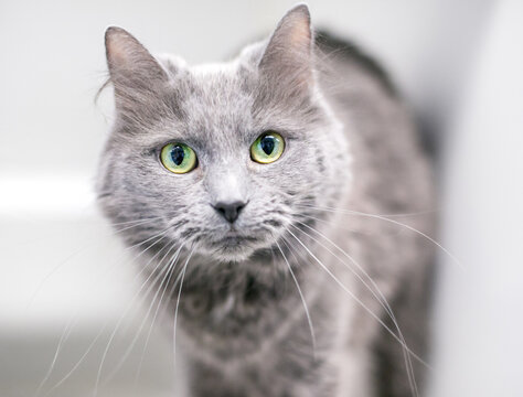 A gray shorthair cat with long whiskers looking at the camera