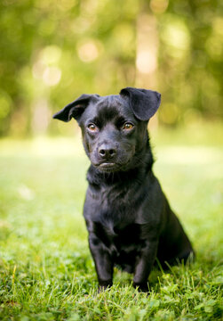 A Chihuahua x Dachshund mixed breed puppy, also known as a Chiweenie