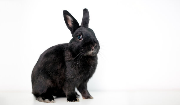 A black Dwarf mixed breed pet rabbit sitting