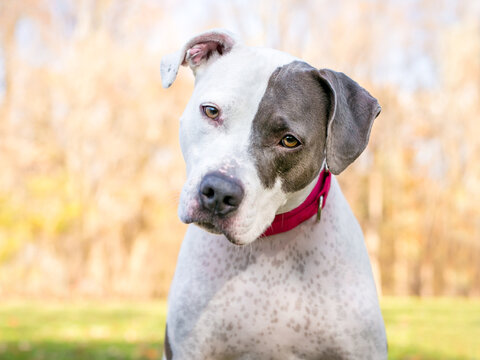 A Pit Bull Terrier mixed breed dog listening with a head tilt