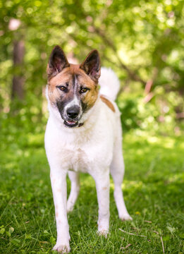 An Akita mixed breed dog standing outdoors