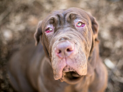 A Neapolitan Mastiff dog with ectropion