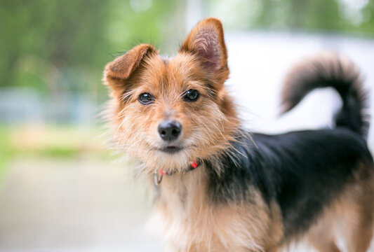 A cute mixed breed dog with one straight ear and one folded ear