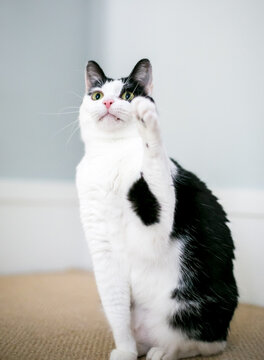 A shorthair cat reaching up with one paw
