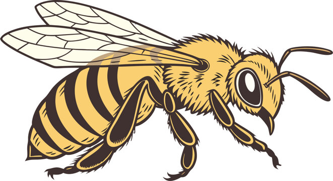Side profile honey bee worker isolated on transparent background, showcasing detailed pollinator anatomy and wings.