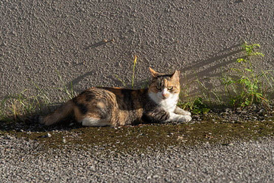 日差しを受けながらこちらを睨んで座っている三毛猫
