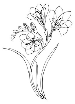 Freesia flower continuous line drawing elegant black line art sketch on transparent background