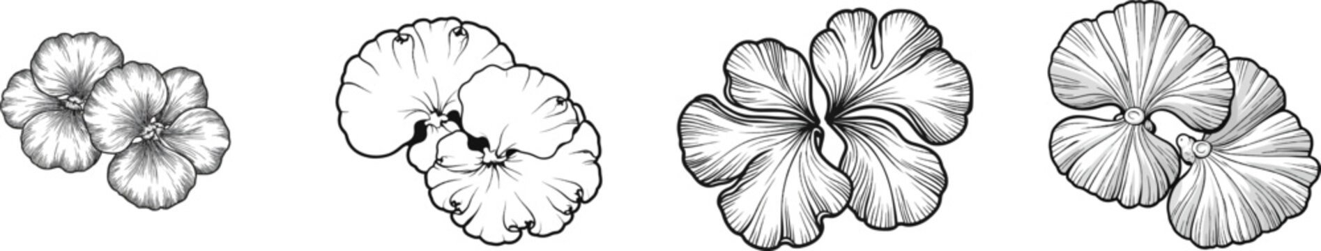 This vintage herbarium sketch features two saucer-like rock tripe lichens grouped in the center, drawn with fine botanical lines on a white background, showcasing their unique umbrella-shaped thalli