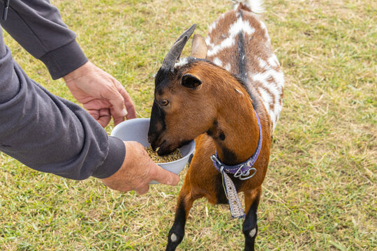 Man Feeding Water to Spotted Goat from Plastic Bowl