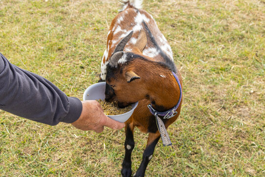 Top Angle View of Person Feeding Domestic Goat from Bowl