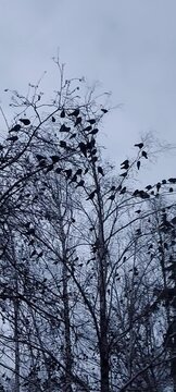 A flock of crows in the trees in the evening. Crows at dusk. A crow circles over the trees. 