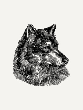 Vintage Wolf Portrait Engraving | Victorian Winter Wildlife Illustration