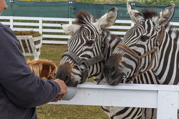 Two Zebras Being Fed by Person over Zoo Fence © Iuliana