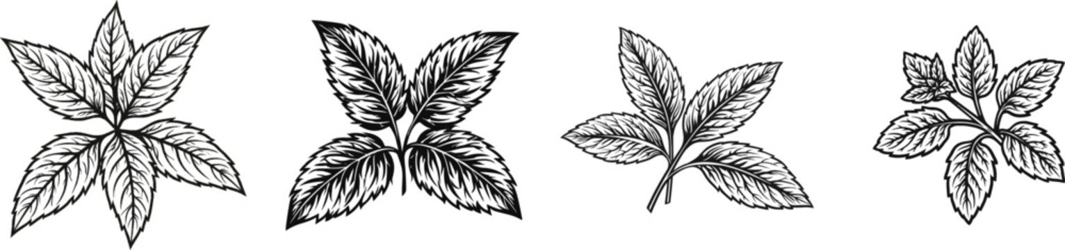A minimalist black and white line art silhouette of two peppermint sprigs forms a symmetrical floral cross against a plain background