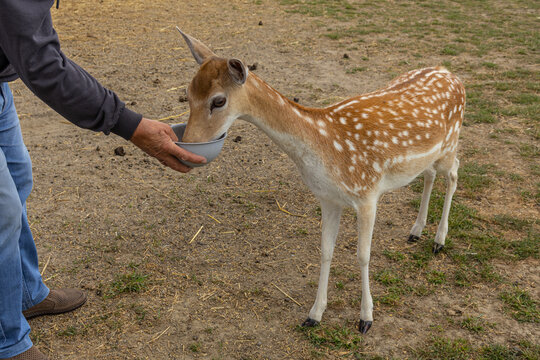 Man Feeding Young Spotted Fallow Deer from Bowl Outdoors
