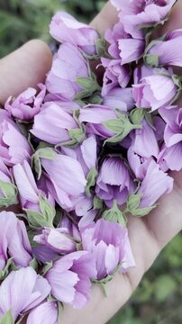Delicate Pink Mallows: A Pocket-Sized Garden