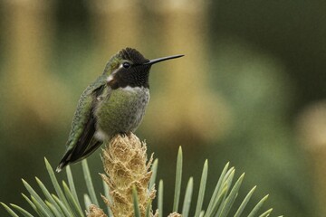 Fototapeta premium Anna hummingbird perches on pine cone tip. Small bird displays green feathers black throat. Blurred park background suggests peaceful wildlife scene.