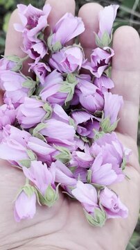 Tiny Pink Blooms in the Palm of My Hand