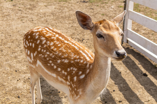 Cute Fallow Deer Fawn Standing Near White Wooden Fence