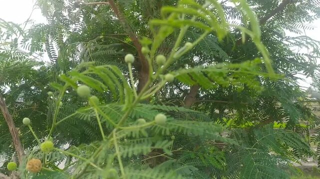 Footage of Leucaena leucocephala (petai cina) leaves swaying  ing the wind.