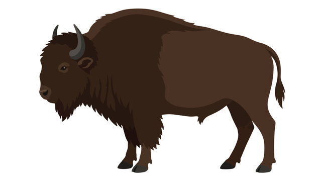 American Bison Buffalo Wildlife Vector Illustration Standing Side View Isolated on White Background for Animal Logos