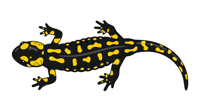 Fire Salamander Vector Illustration Featuring Vivid Yellow Spots on Black Skin, Top View Isolated Amphibian Design