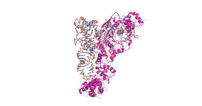 Glutamyl tRNA synthetase complexed with cognate tRNA Glu, macromolecular translation complex, 3D molecule 4K