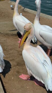Great white pelicans at the Walvis Bay waterfront in Namibia. 