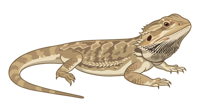 Detailed Bearded Dragon Reptile Vector Illustration Isolated on White. Exotic Lizard Pogona Pet Wildlife Art.