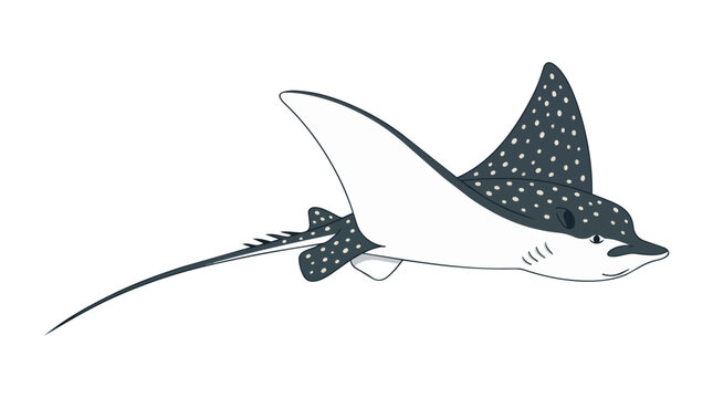 Spotted Eagle Ray Vector Illustration Underwater Sea Animal Swimming Isolated on White Background for Marine Design