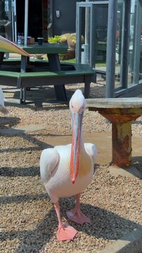 Great white pelicans at the Walvis Bay waterfront in Namibia. 
