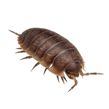 a hyper-detailed macro photograph of a terrestrial woodlouse in deep brown tones, showcasing the segmented chitinous exoskeleton and delicate antennae on a seamless transparent background, scientific