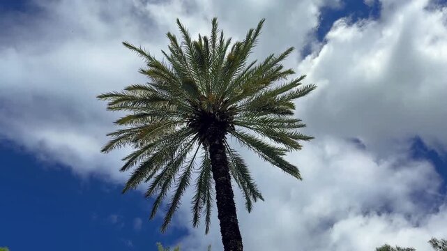 A view of a towering date palm tree with green leaves gently swaying in the breeze. Set against a backdrop of bright blue sky and beautiful white clouds,
