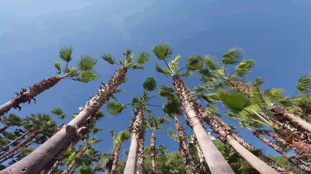 Rows of tropical palm trees towered high into the clear, cloudless blue sky. Their fronds swayed gently in the gentle breeze, illuminated by the warm glow of sunlight (lens flare).