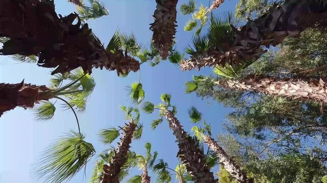 Rows of palm or oil palm trees towering toward the clear blue sky. A gentle breeze causes the palm fronds to sway slowly, creating a tranquil, exotic, and refreshing tropical atmosphere.