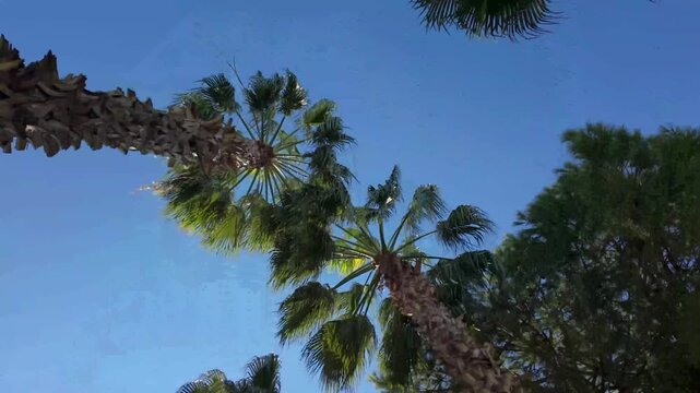 Rows of tropical palms, lush green trees, and branches set against a clear, bright blue sky&mdash;evoking a beautiful, tranquil, and refreshing natural atmosphere bathed in sunlight.
