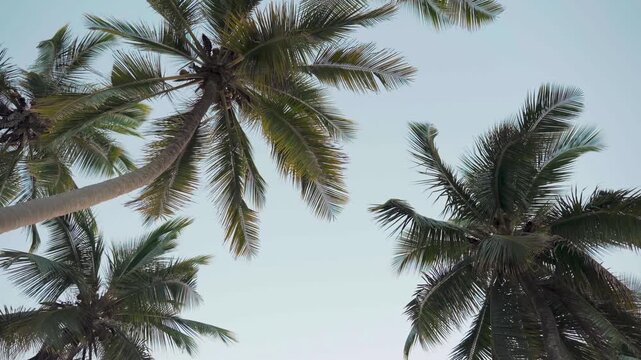 from the tops of tropical coconut trees with green fronds swaying gently in the breeze, set against a clear blue sky. It evokes a relaxed, tranquil, and natural tropical beach atmosphere.