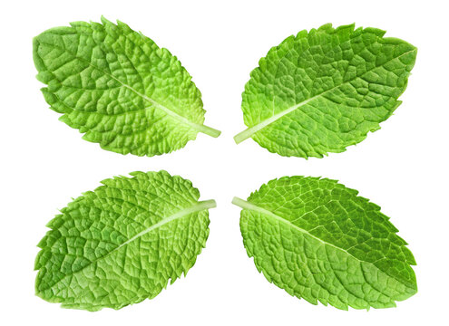 Set of four fresh mint leaves, isolated on transparent cutout background