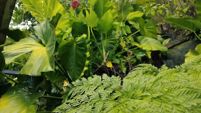 Lush green tropical plants and delicate fern leaves in garden outdoors nature rain time background
