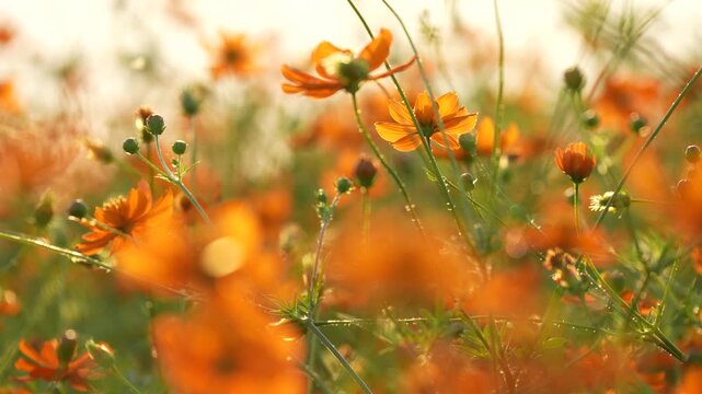 キバナコスモスを夕方撮影した4Kスローモーション動画