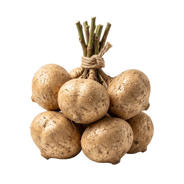 Bundle of fresh whole jicama roots tied with twine as transparent cutout