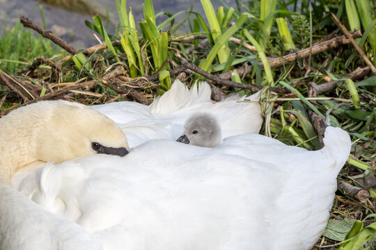 Swan baby cygnet emerges after hatching from the mother back in the brooding nest at the Rhine river side