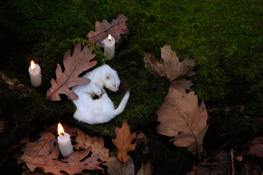 sleep or dead wild white weasel animal on moss in fallen leaves and burning candles in dark forest. mystery atmosphere. witchcraft, black magic. top view