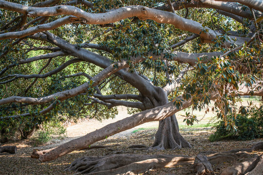 Gros plan sur un arbre &agrave; caoutchouc
